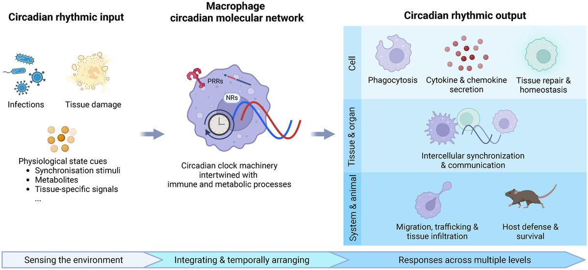 Biomedical Journal tweet media