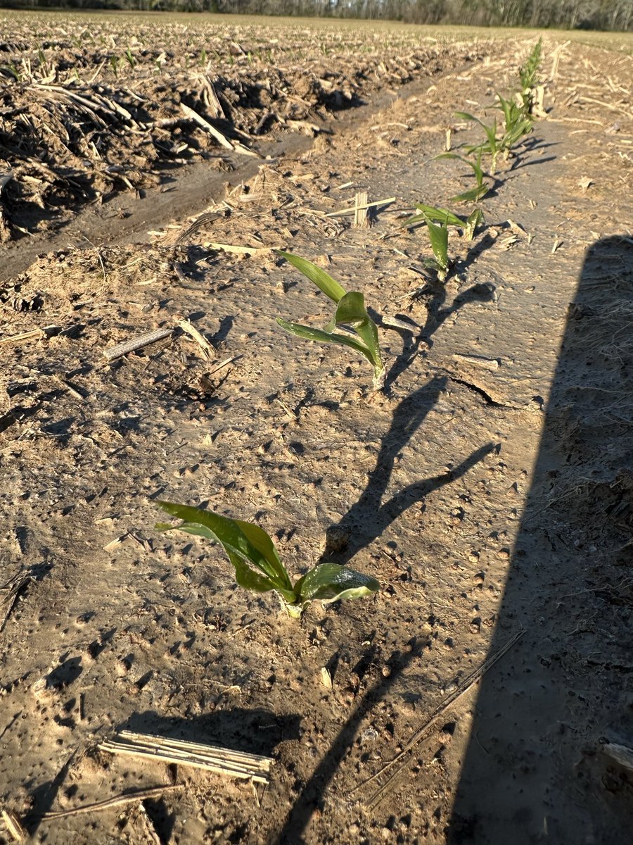 Robert Craft tweet media