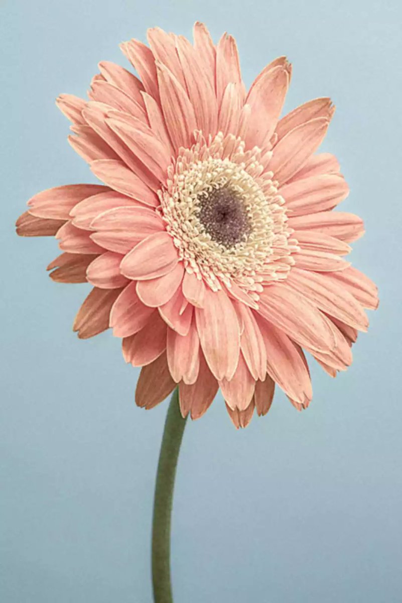 𝑷𝒂𝒕𝒓𝒊𝒄𝒌 tweet media