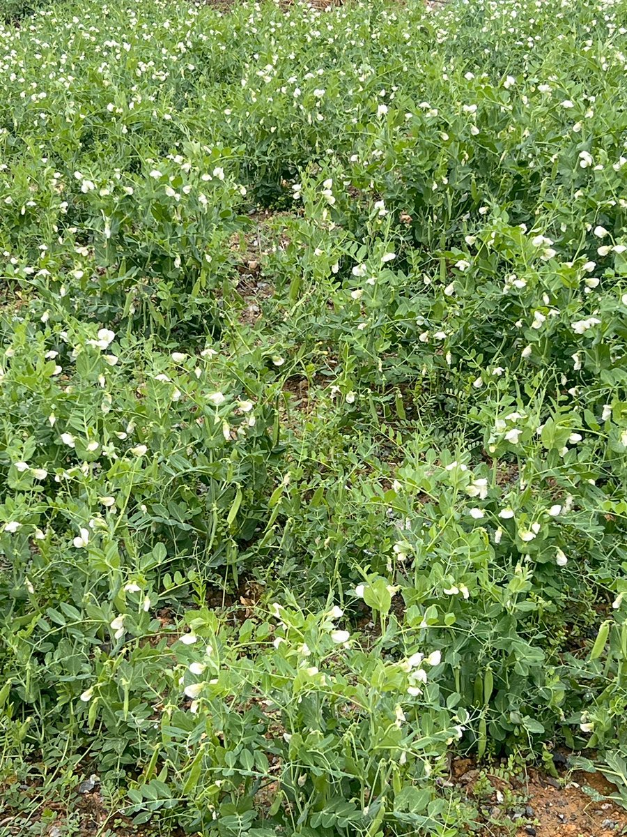 马泮艳 tweet media