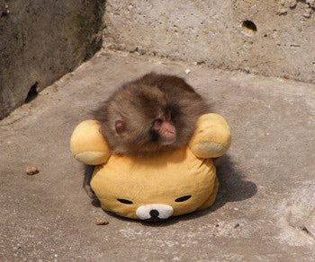 ThisIsIt tweet media