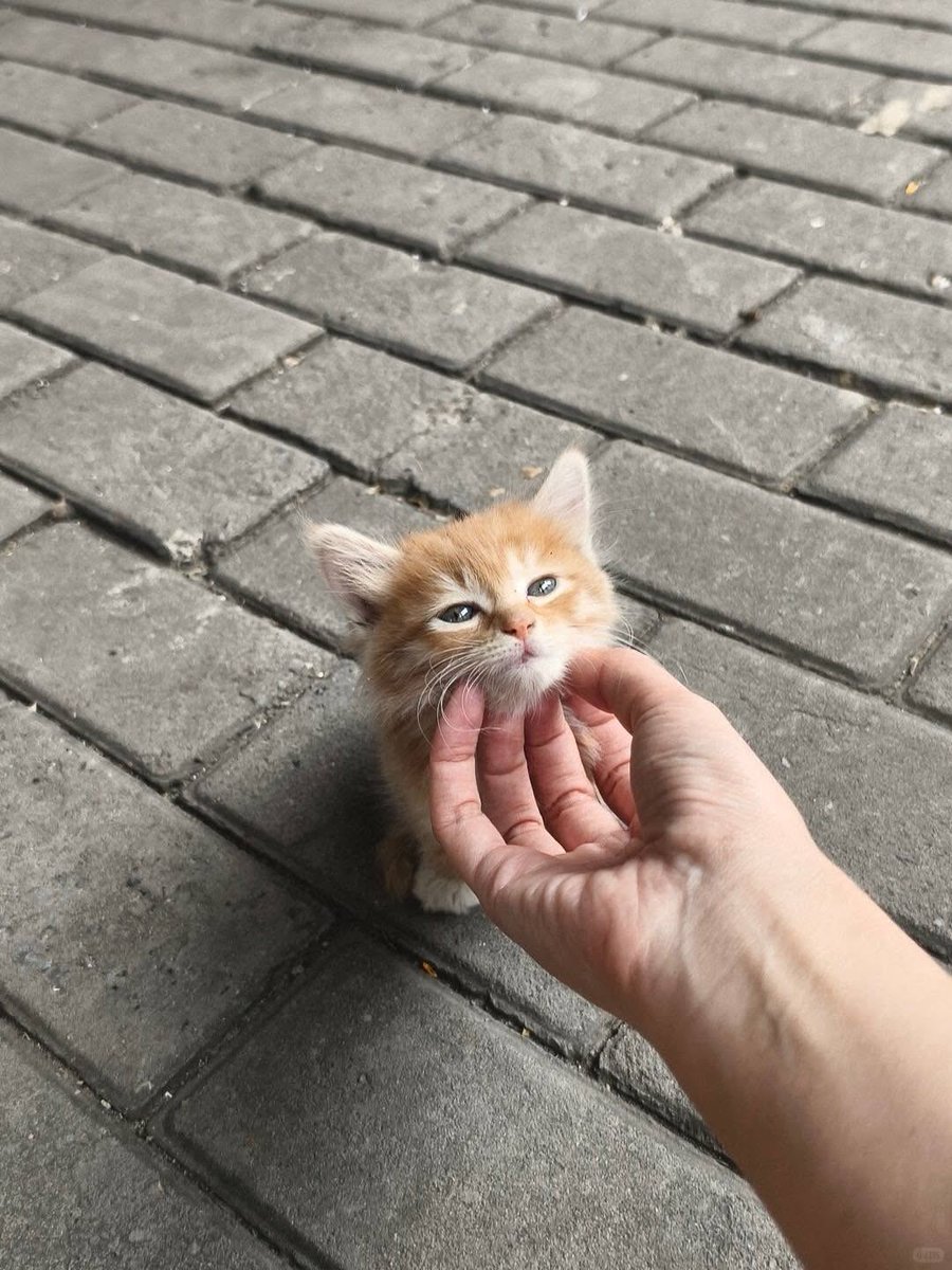 Cats for Happiness. tweet media