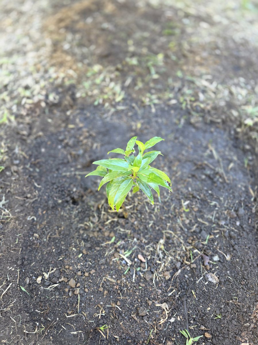saahawo's tweet image. Barleria observatrix, a flowering shrub #endemic to #Mauritius. Presumed extinct until rediscovered in 2002 with small populations surviving. Today, @ToilyKurbanov &amp;amp; I contributed 2 the Mauritian #NationalPark of Bras d'Eau's  plan to reintroduce endemic species on the island