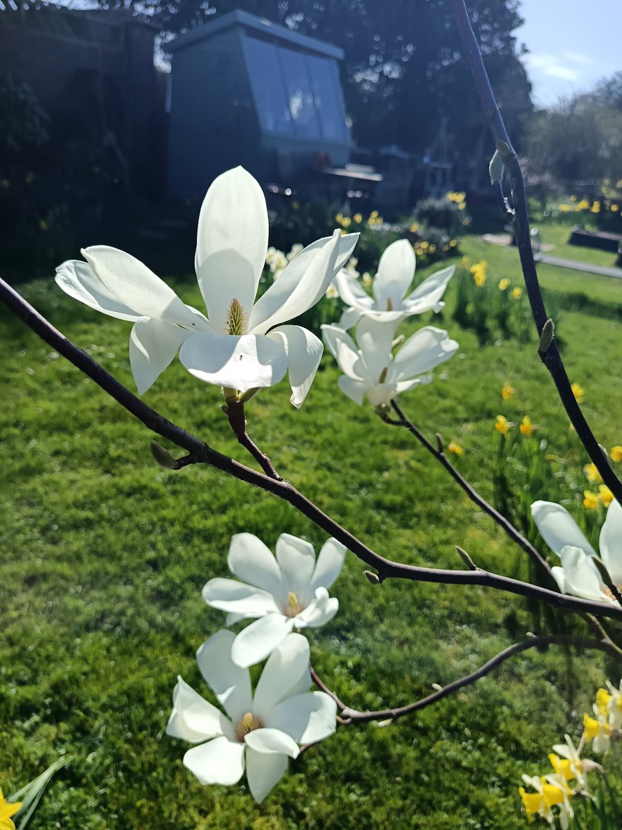 Rosemary Cottage Hook NGS tweet media