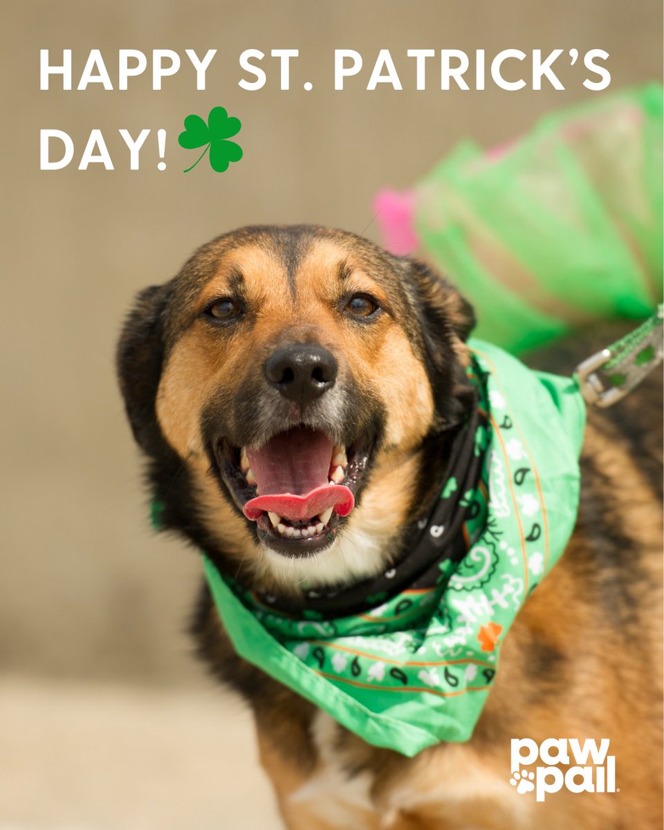 Feeling extra lucky today. 🍀

May your bowls be full, your walks be sunny, and your pups find all the treats at the end of the rainbow.

Happy St. Patrick’s Day!

#StPatricksDay