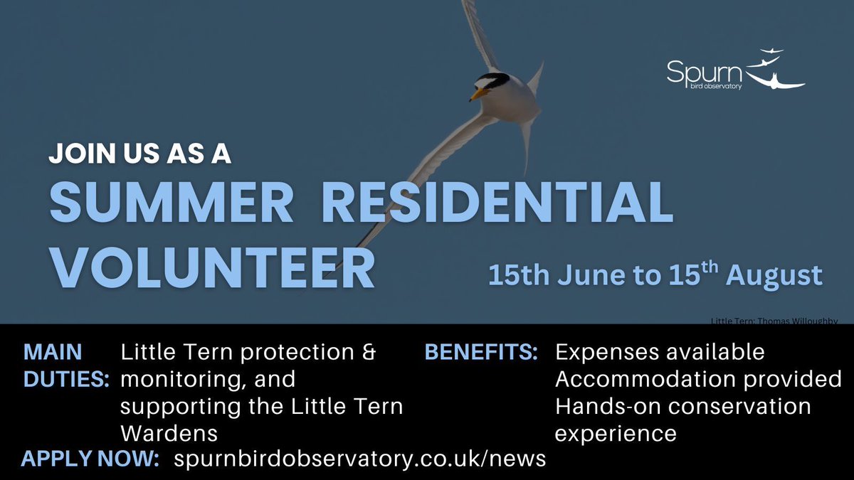 Spurn Bird Observatory tweet media