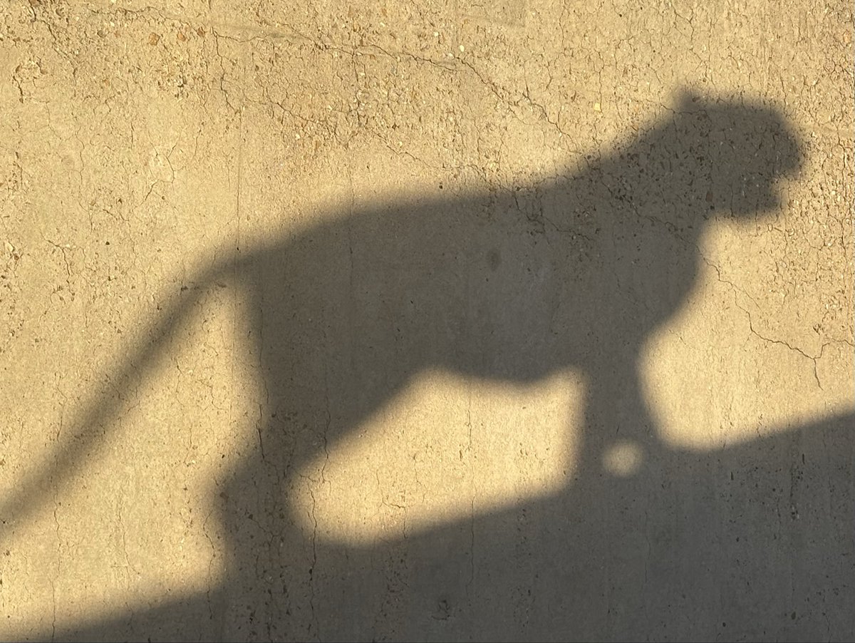 Neville Strength tweet media