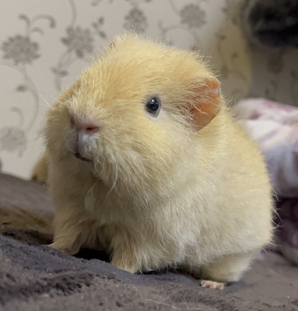 mkhmモルトゥス宗派 tweet media