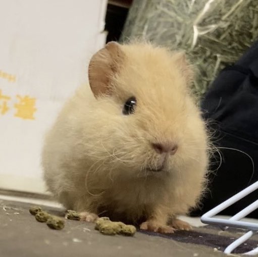 mkhmモルトゥス宗派 tweet media