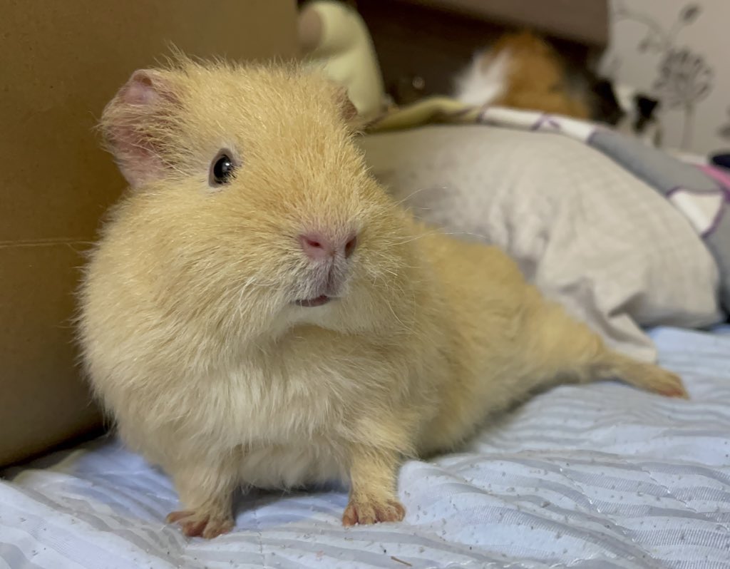 mkhmモルトゥス宗派 tweet media