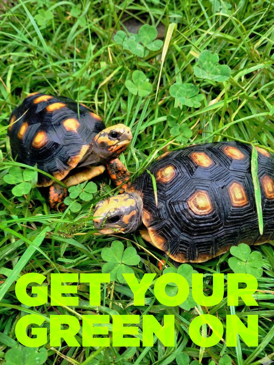 Once In A Wild tweet media