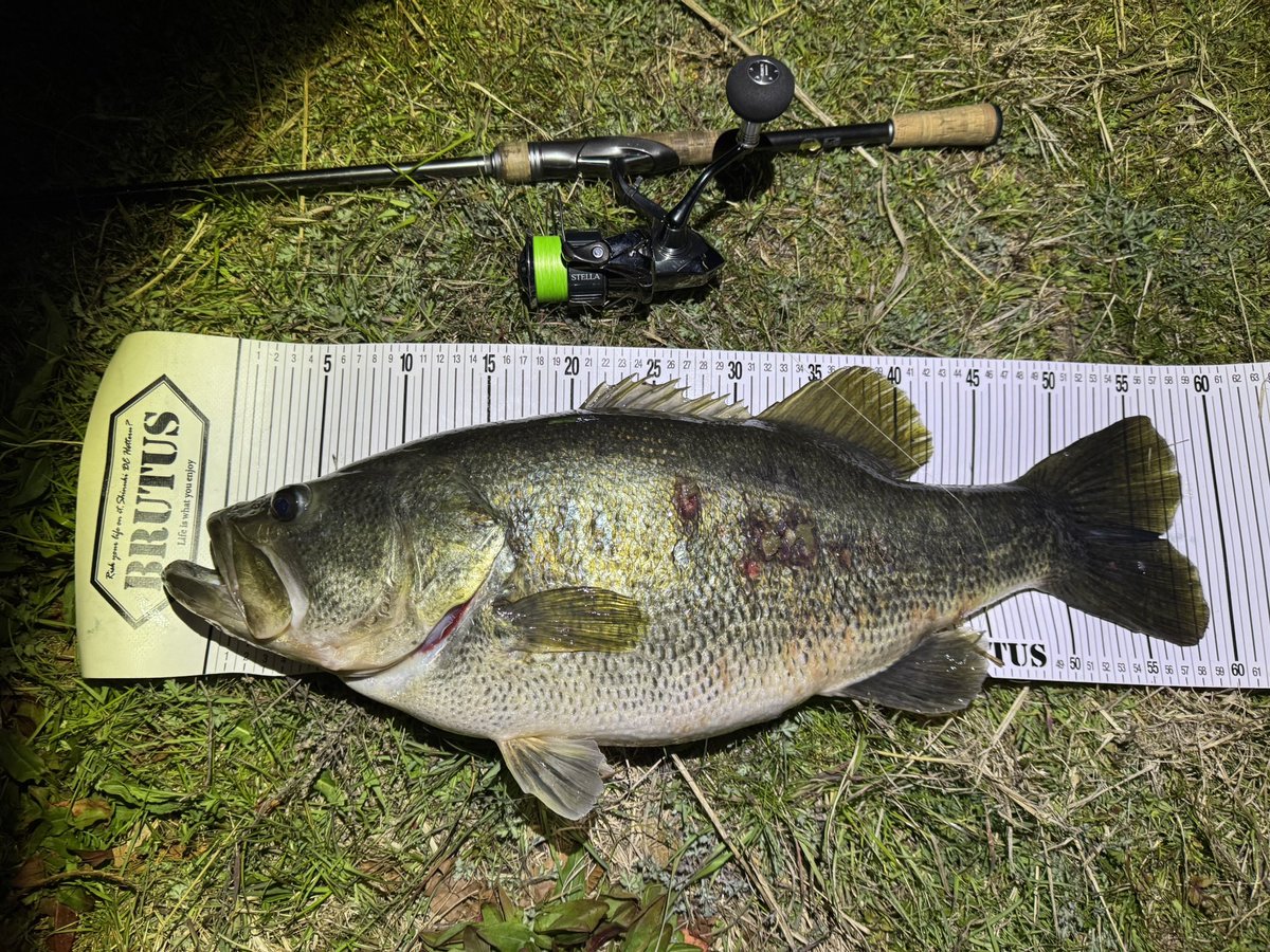 a950as1's tweet photo. 愛してやまないルアーで釣れる
脳汁全開の嬉しさがある
しかもそれがデカいとなると尚更です
しかし10lbの壁が高い
#琵琶湖南湖
#deps
#キンクーエアー https://t.co/NEkRQSbOOV
