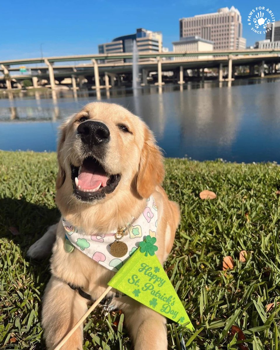 4 Paws For Ability tweet media