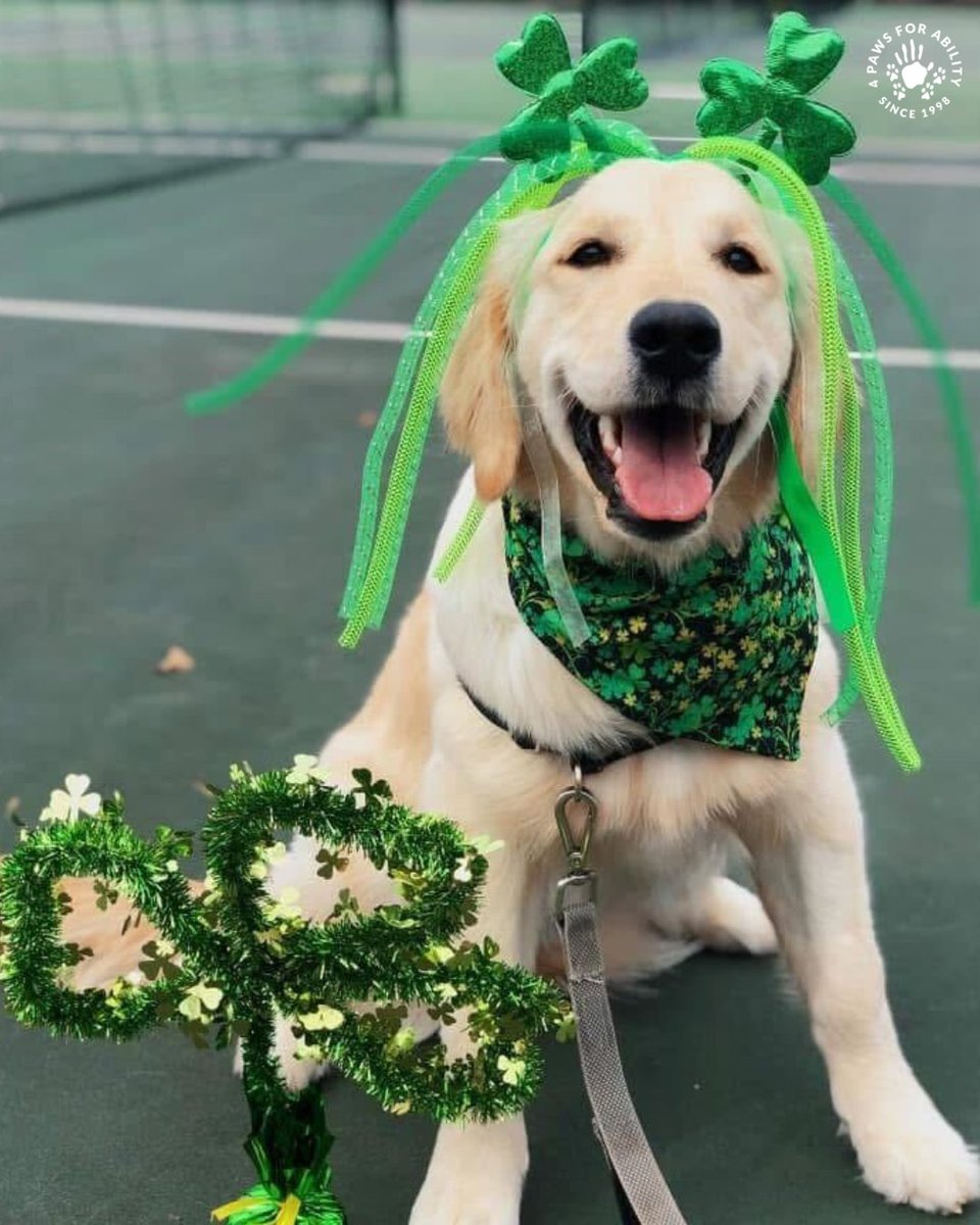 4 Paws For Ability tweet media