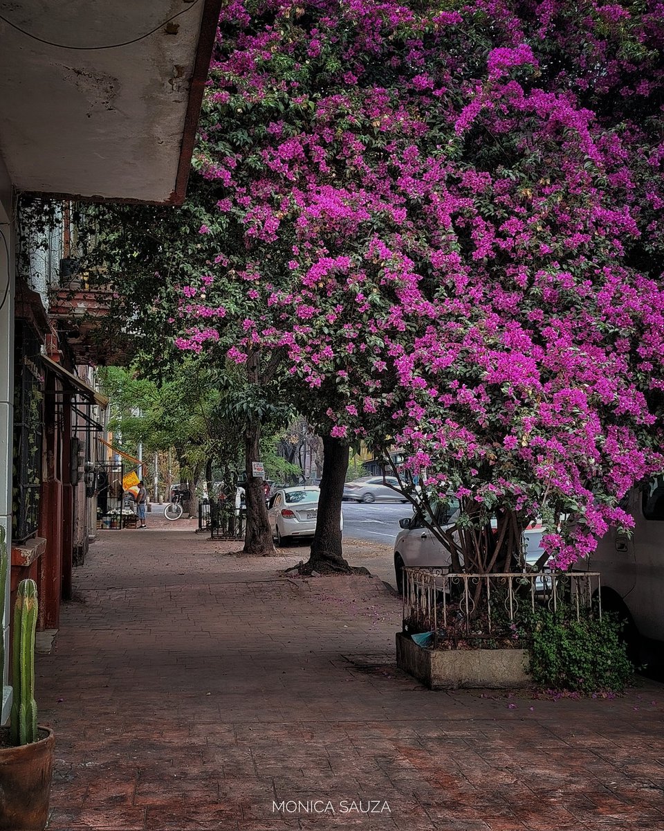 mosave_87's tweet photo. Llegará un día en el que nuestros recuerdos serán nuestra riqueza.
Paul Géraldy
📷 IG: monicasauza
#cdmx #romasur #streetphotography #bugambilias https://t.co/22TT1vwGSj