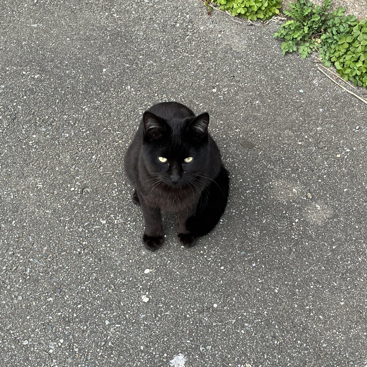 かぼちゃ。 tweet media