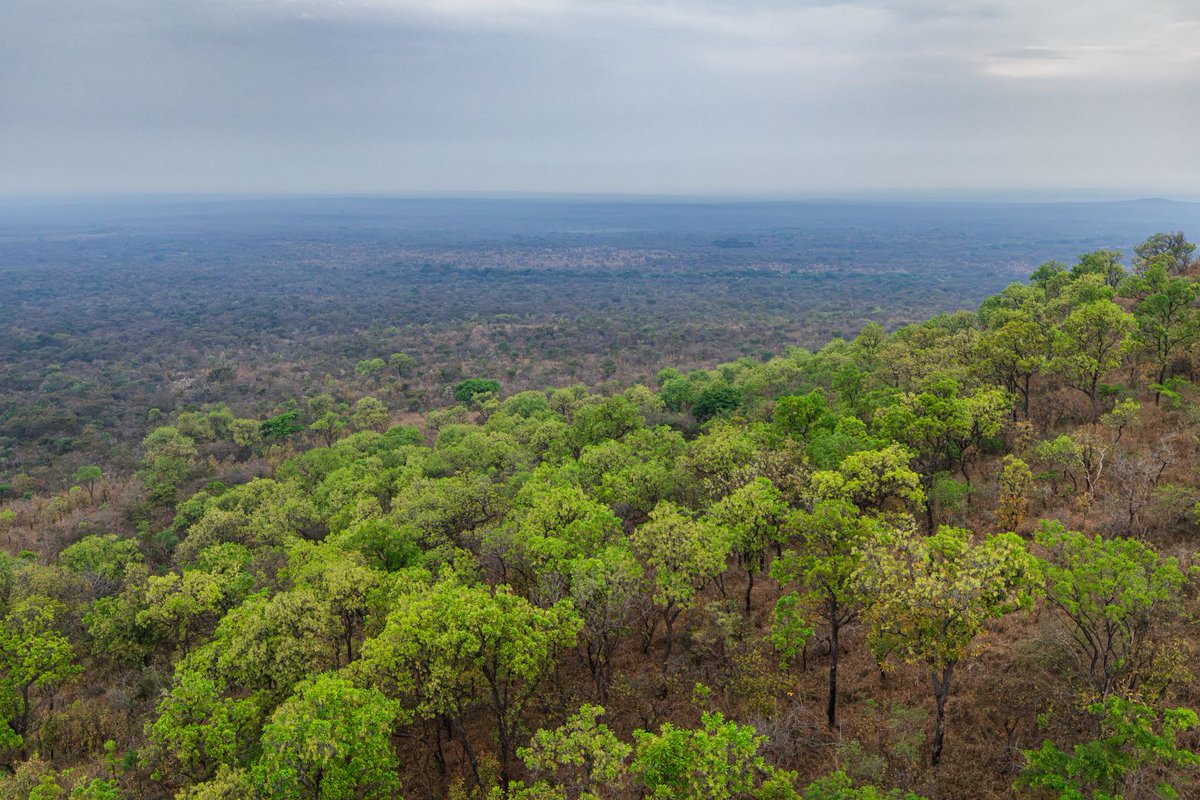 African Parks tweet media