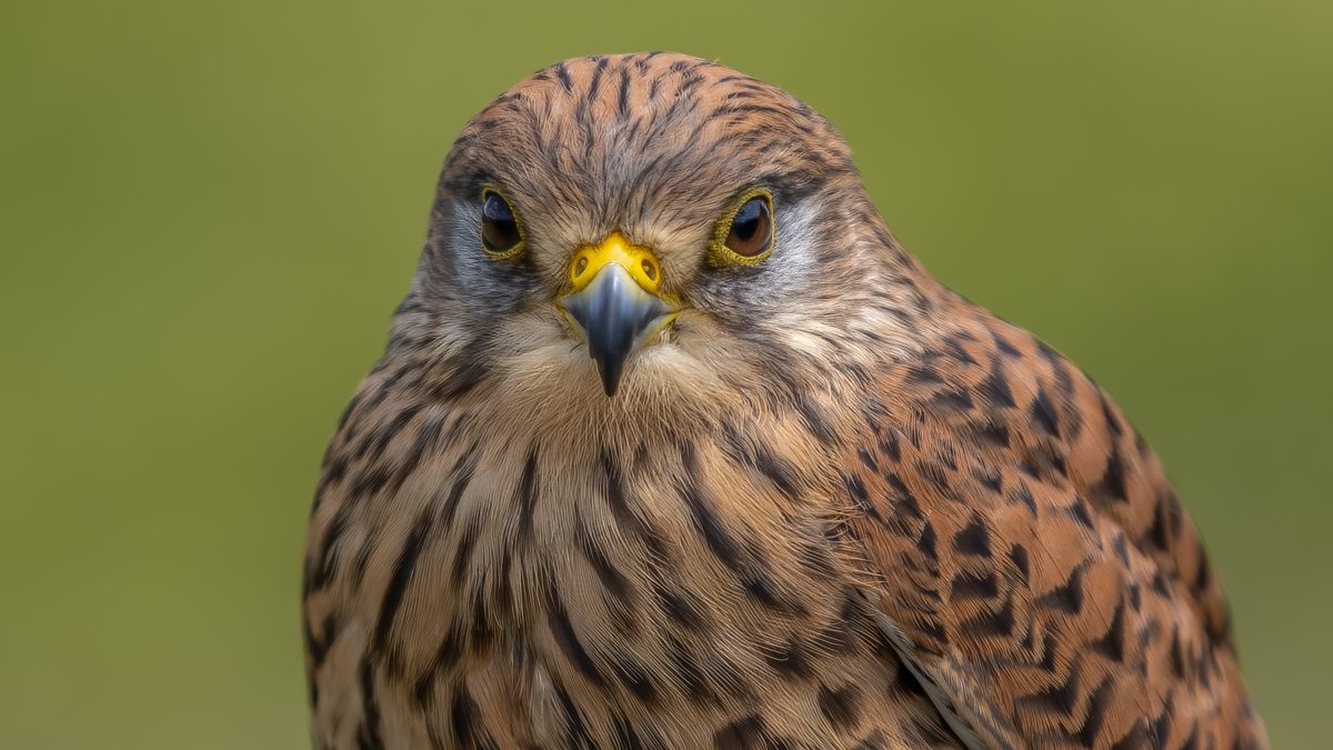 Mark Green tweet media