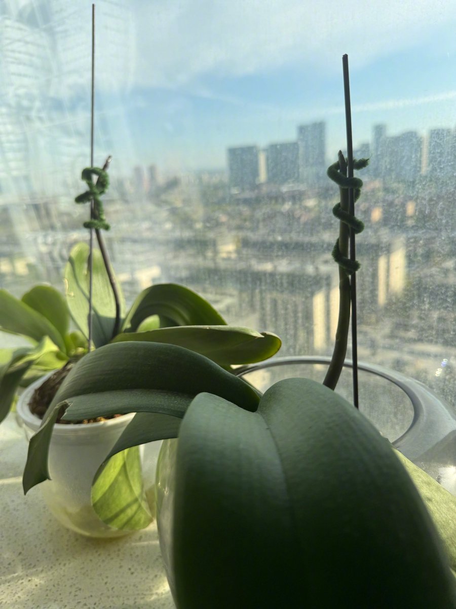 econopia+ tweet media