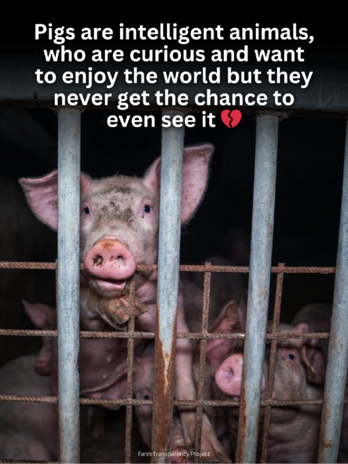 teamveganfta's tweet image. Can you imagine this being your whole life? 🐷💔

📸: farmtransparencyproject (IG)

#pigs #pigfarming #animalwelfare
