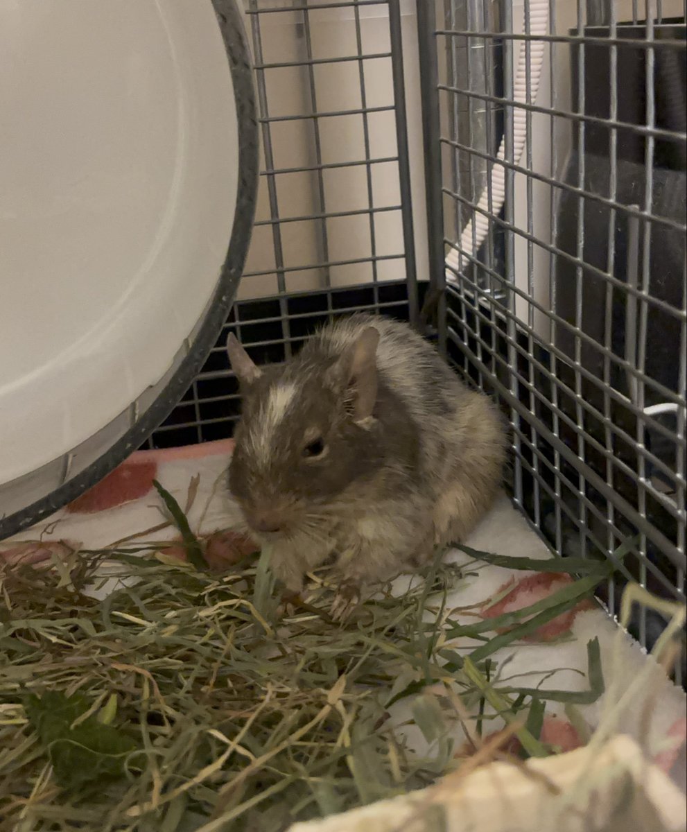 牧草たべて偉ァい‼️‼️☺️

#デグー