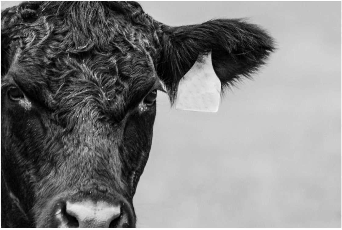 BeefWeb.com tweet media