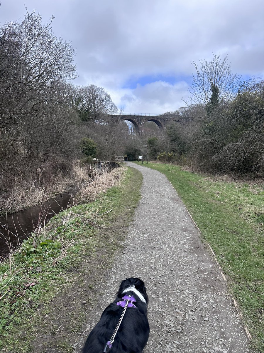 Susan & Orla🐶🏴󠁧󠁢󠁳󠁣󠁴󠁿🇪🇺 tweet media