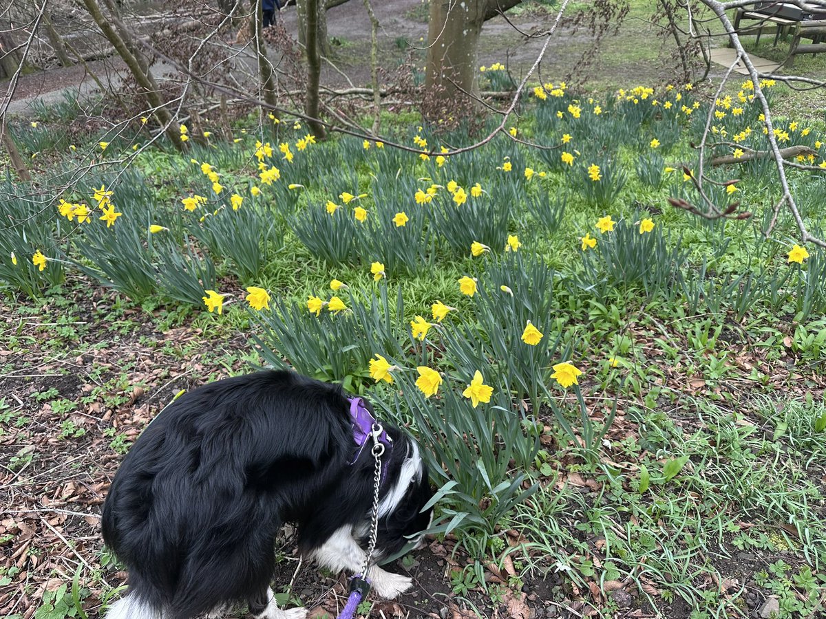 Susan & Orla🐶🏴󠁧󠁢󠁳󠁣󠁴󠁿🇪🇺 tweet media