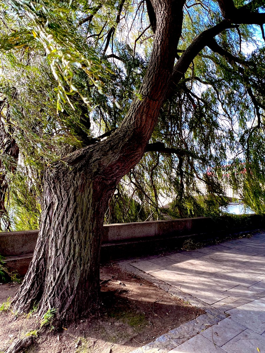 TiCL (NO to a blue tick) tweet media