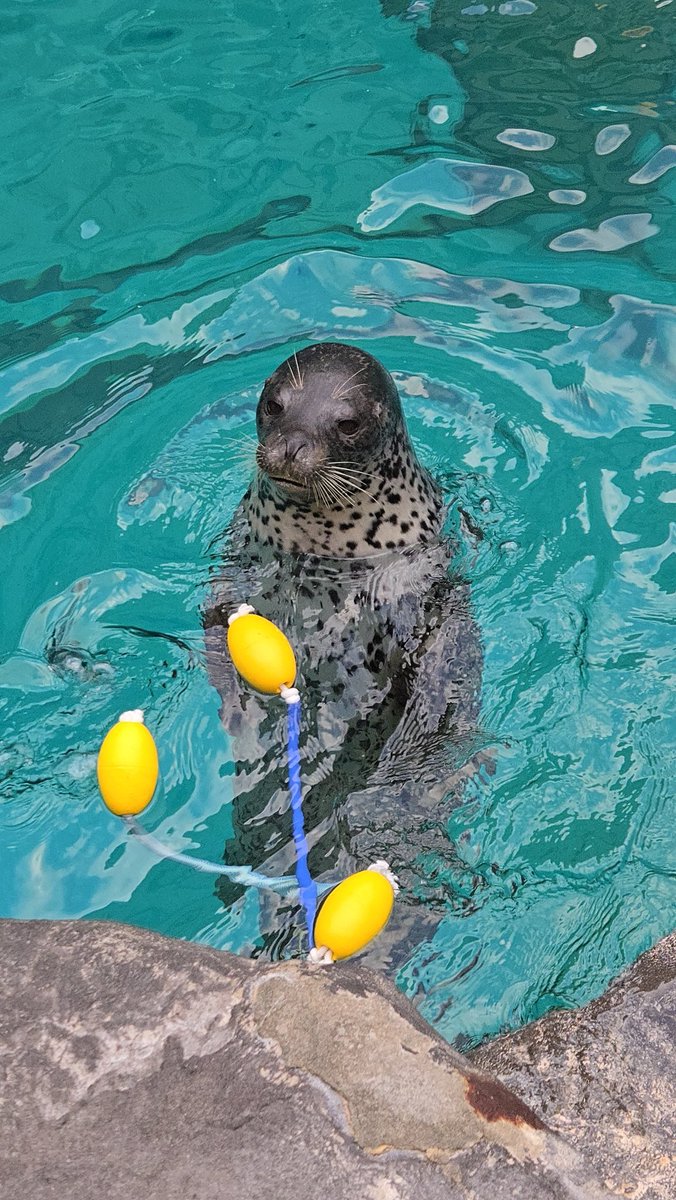 ターボでおやすみなさい
#男鹿水族館GAO
#男鹿水族館
#ゴマフアザラシ