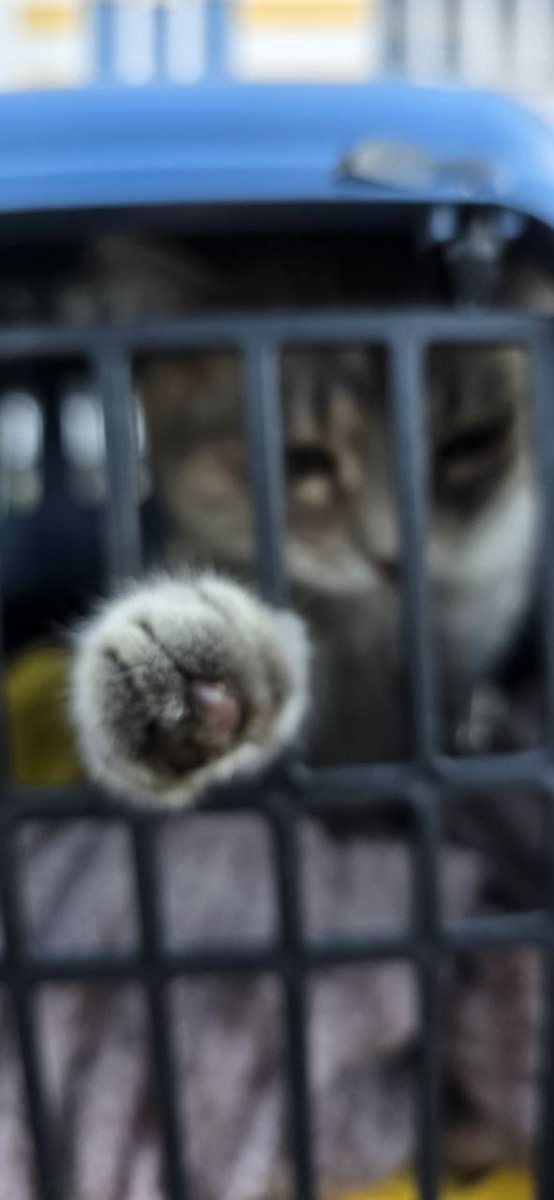 ехидный котик tweet media