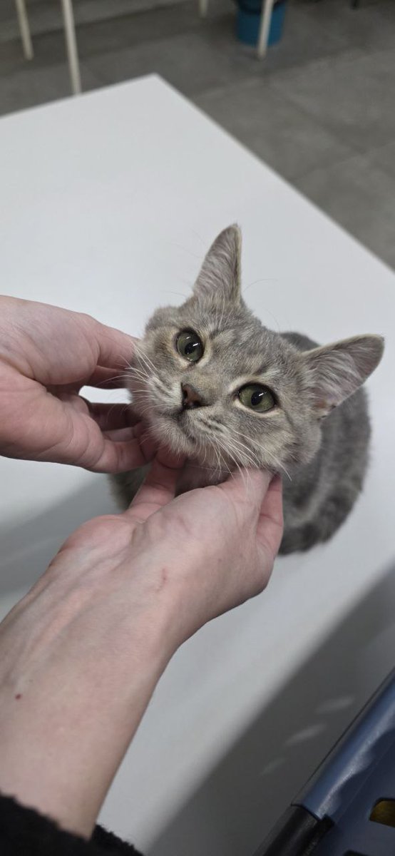 ехидный котик tweet media