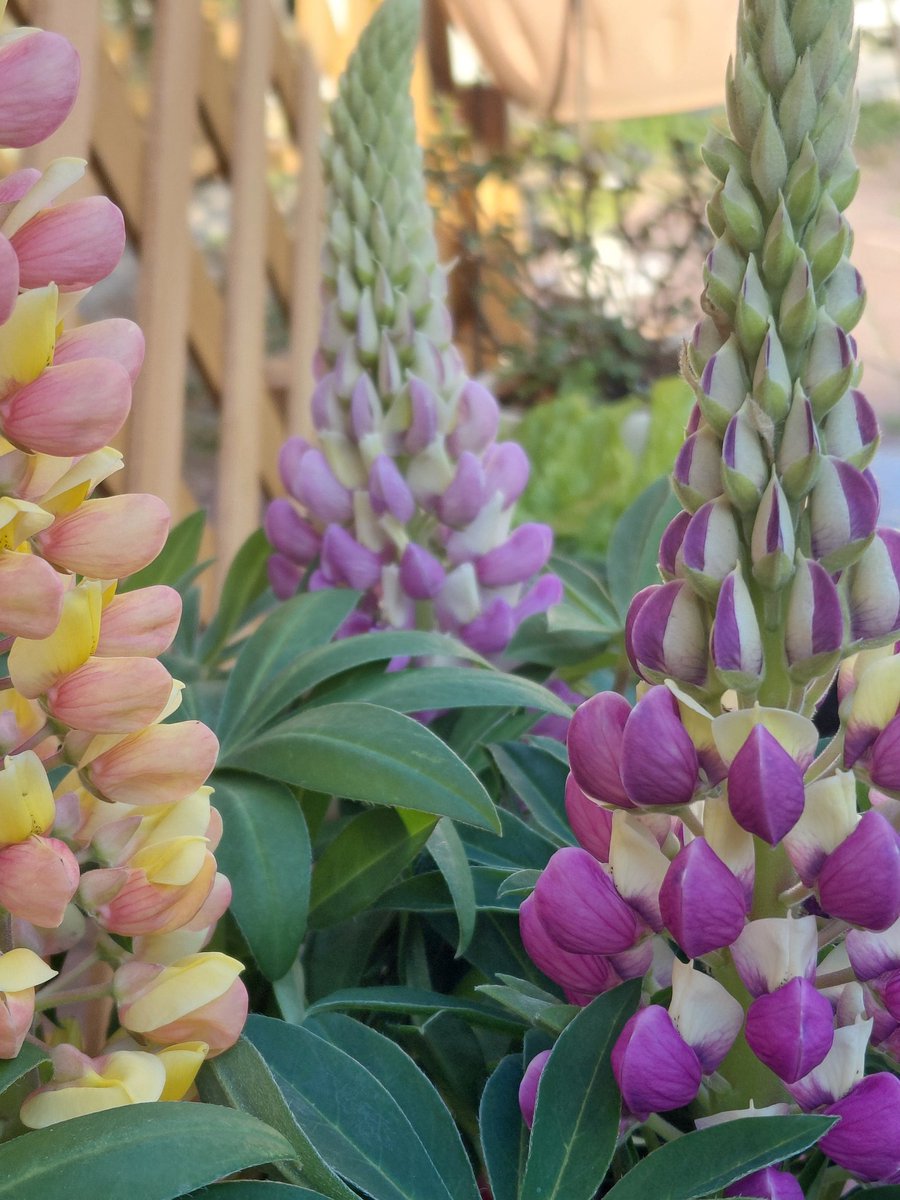 ＊°ゆゆ○* tweet media