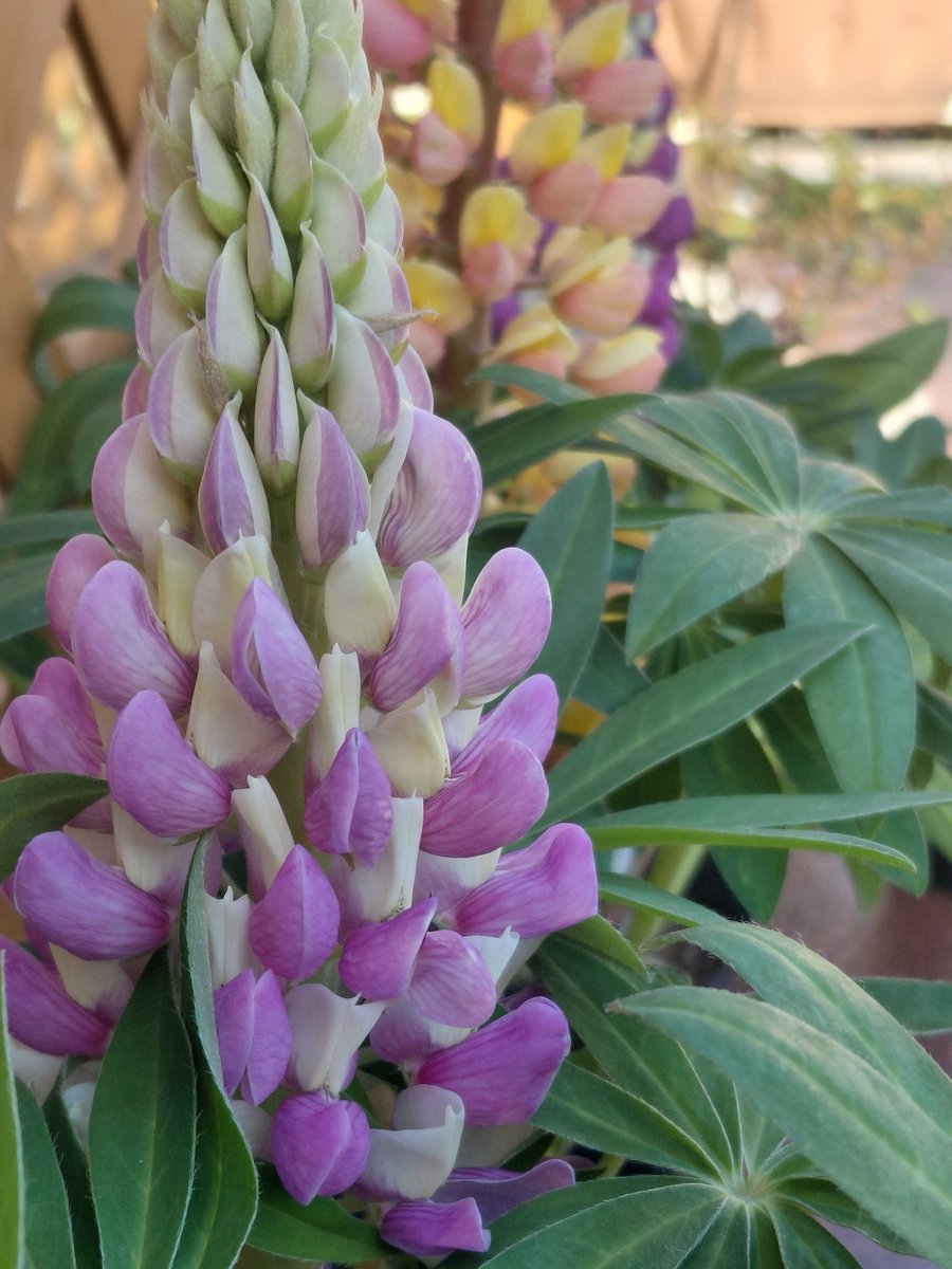 ＊°ゆゆ○* tweet media