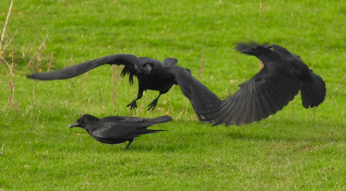 MarburyBirds tweet media