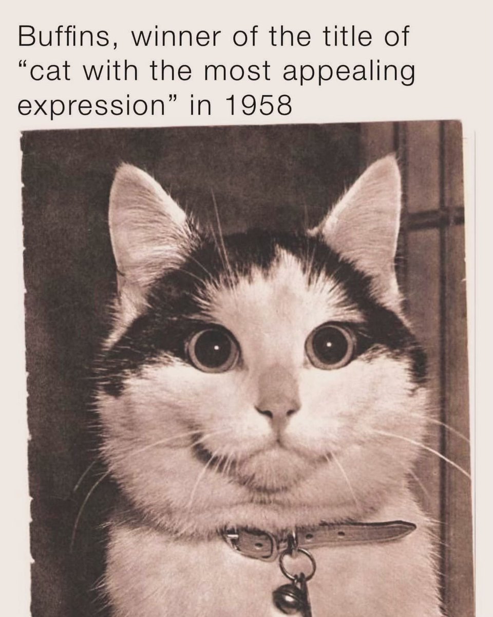 Punch Cat tweet media