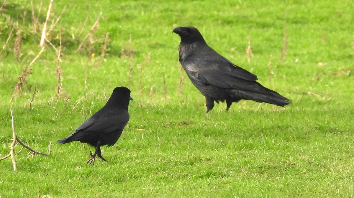 MarburyBirds tweet media