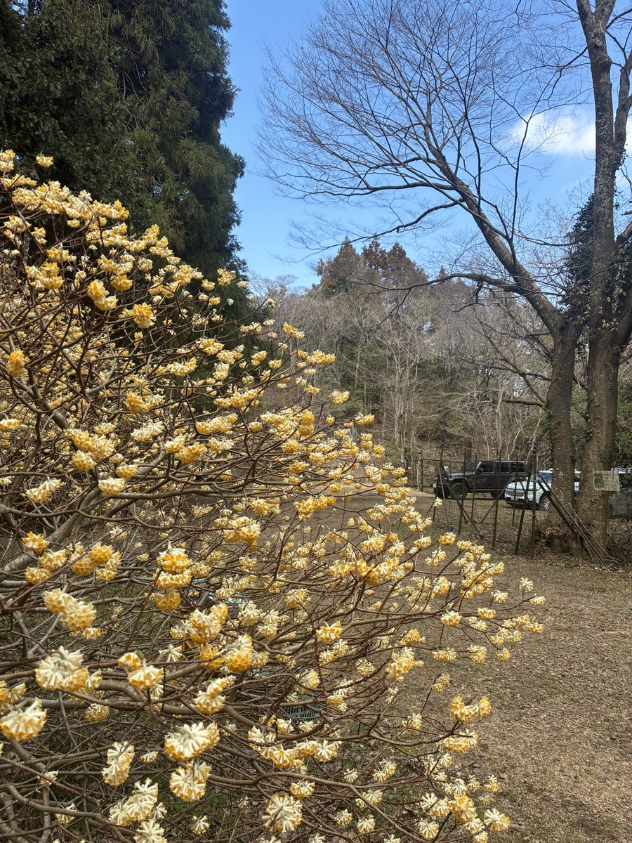 killerbs_19's tweet photo. 春恒例のミツマタライドへ
不動尻に行ってから、ミツマタ桃源郷へ https://t.co/FiwcJf0aE6