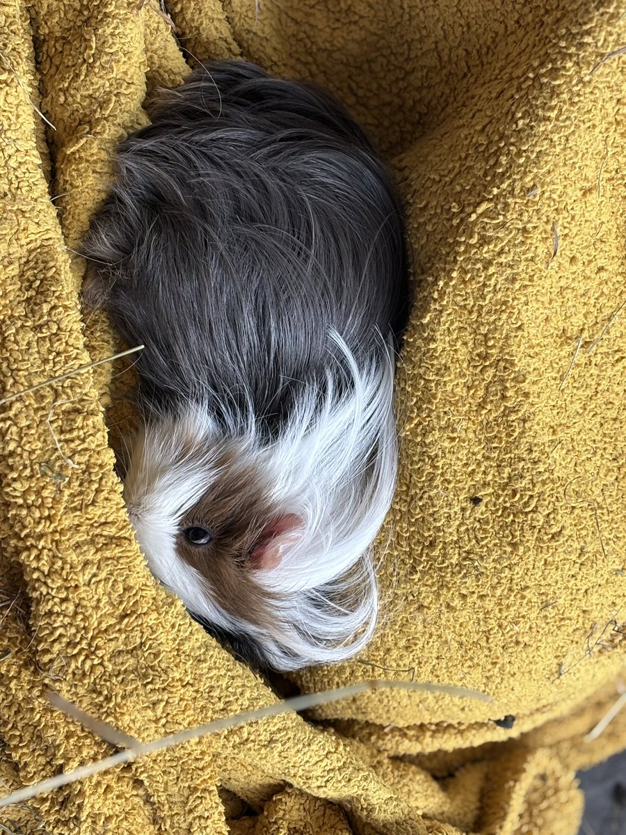 La Maison Des Chons 💪🦀 tweet media