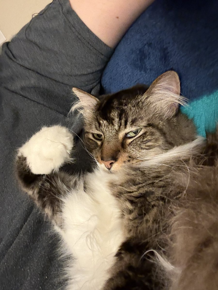 lostinclouds85's tweet photo. Passed out on the couch and I woke up to Elwood using me as a pillow 😹😹 #cat #fatcat https://t.co/akrMisoSeO
