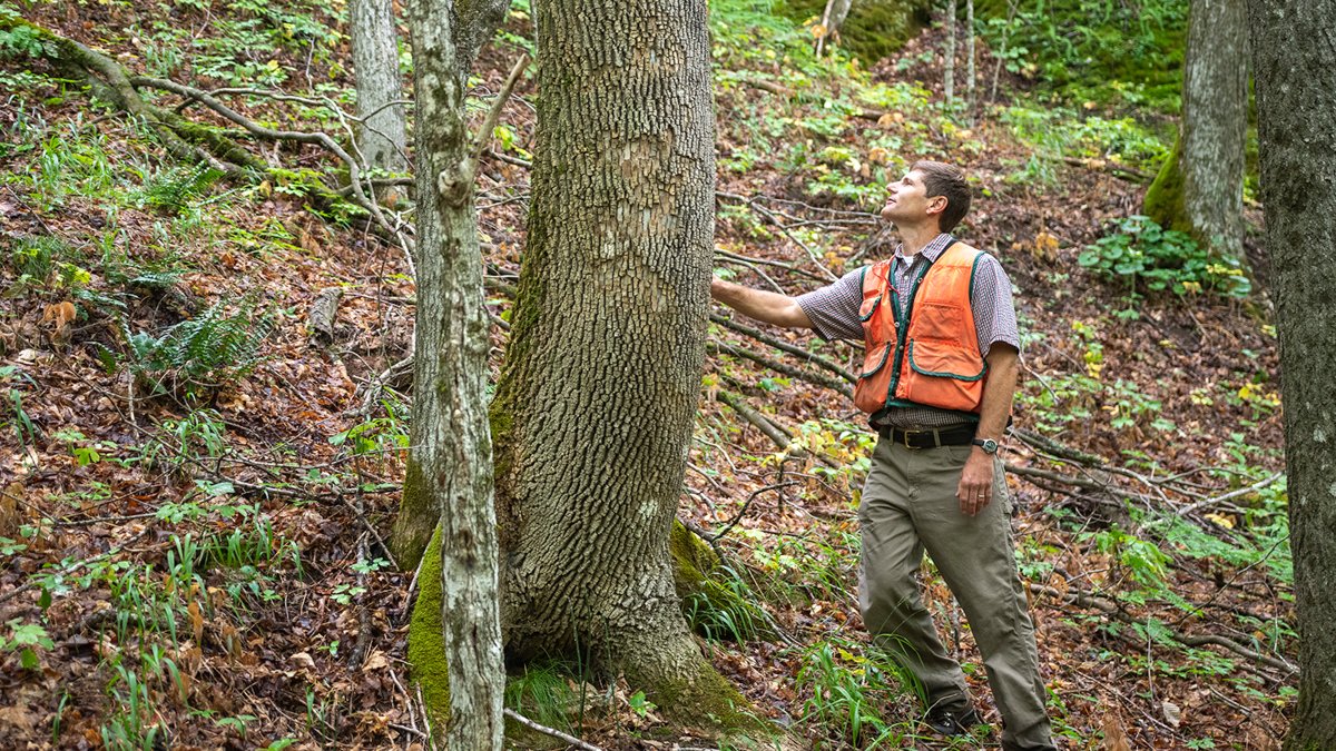 UVM_RSENR's tweet photo. Happy Publication Day to Professor Tony D'Amato and his co-author, Paul Catanzaro! Learn more about "Tending Your Forest: A Guide to Ecological Forest Stewardship in the Eastern and Central United States" by checking out our Q&amp;A with Professor D'Amato: https://t.co/XlTTa28vPM https://t.co/AUKA5vBD0h