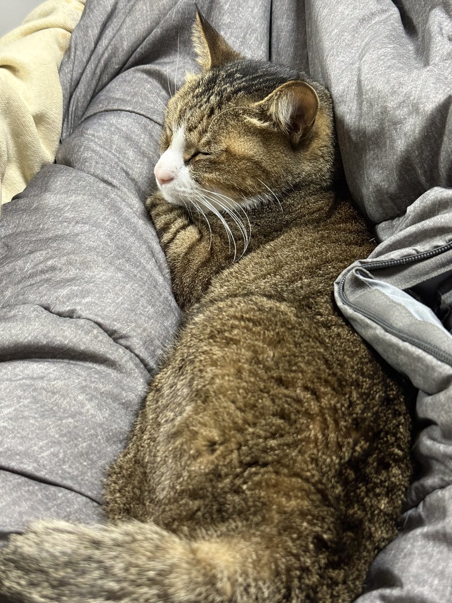 バルブＰ（本アカ乗っ取られ中） tweet media