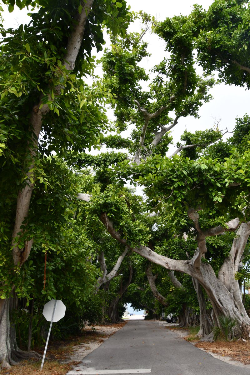 Boca Beacon: Weekly Newspaper of Boca Grande tweet media