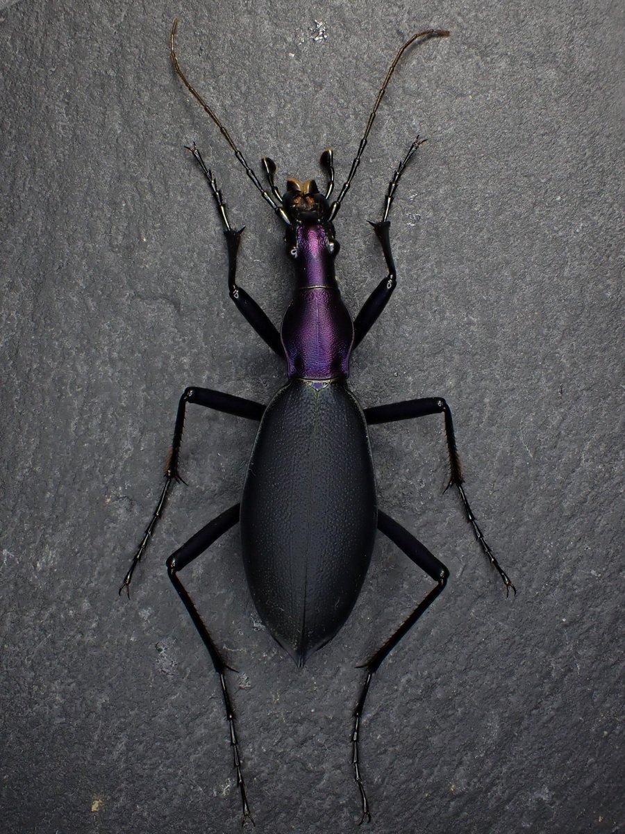 Damaster & Carabus tweet media