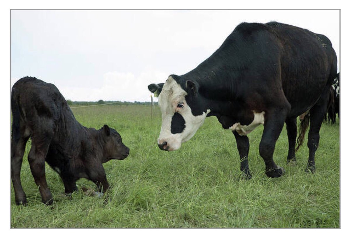 shonna99784's tweet image. Curious Hereford Cow and Calf in Pasture - Art Print shonna-hawkins.pixels.com/featured/curio…

#Curious #Hereford #Cow #Calf #Pasture #Sentience #ArtPrint #FineArt #HomeDecor #ShonnaHawkins #ShonnaHawkinsPhotography