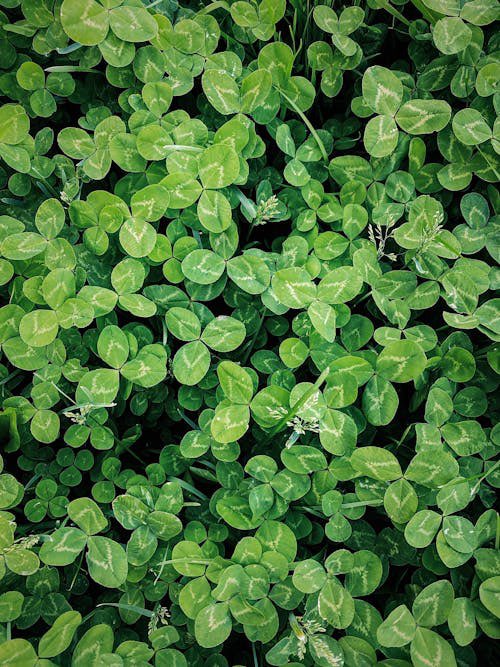 happy st. patrick’s day y’all !! 🍀

today is fabulous for using clover in spellwork or ritual work to gain abundance, banish evil spirits, increase fidelity in your relationships, and enhance psychic powers — any clover will do, but green clover or shamrock is the best today !!