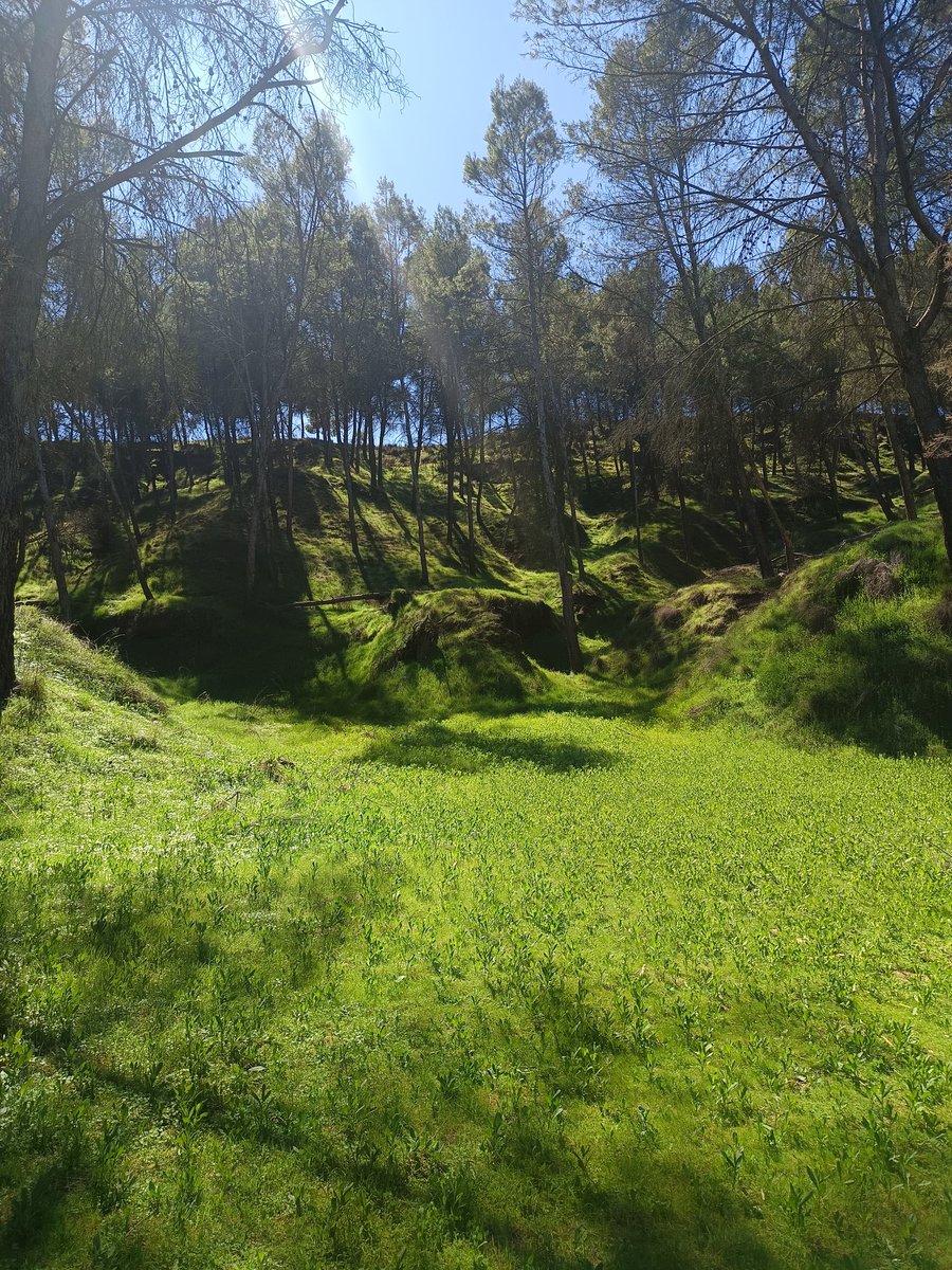 Aguado_trail tweet media