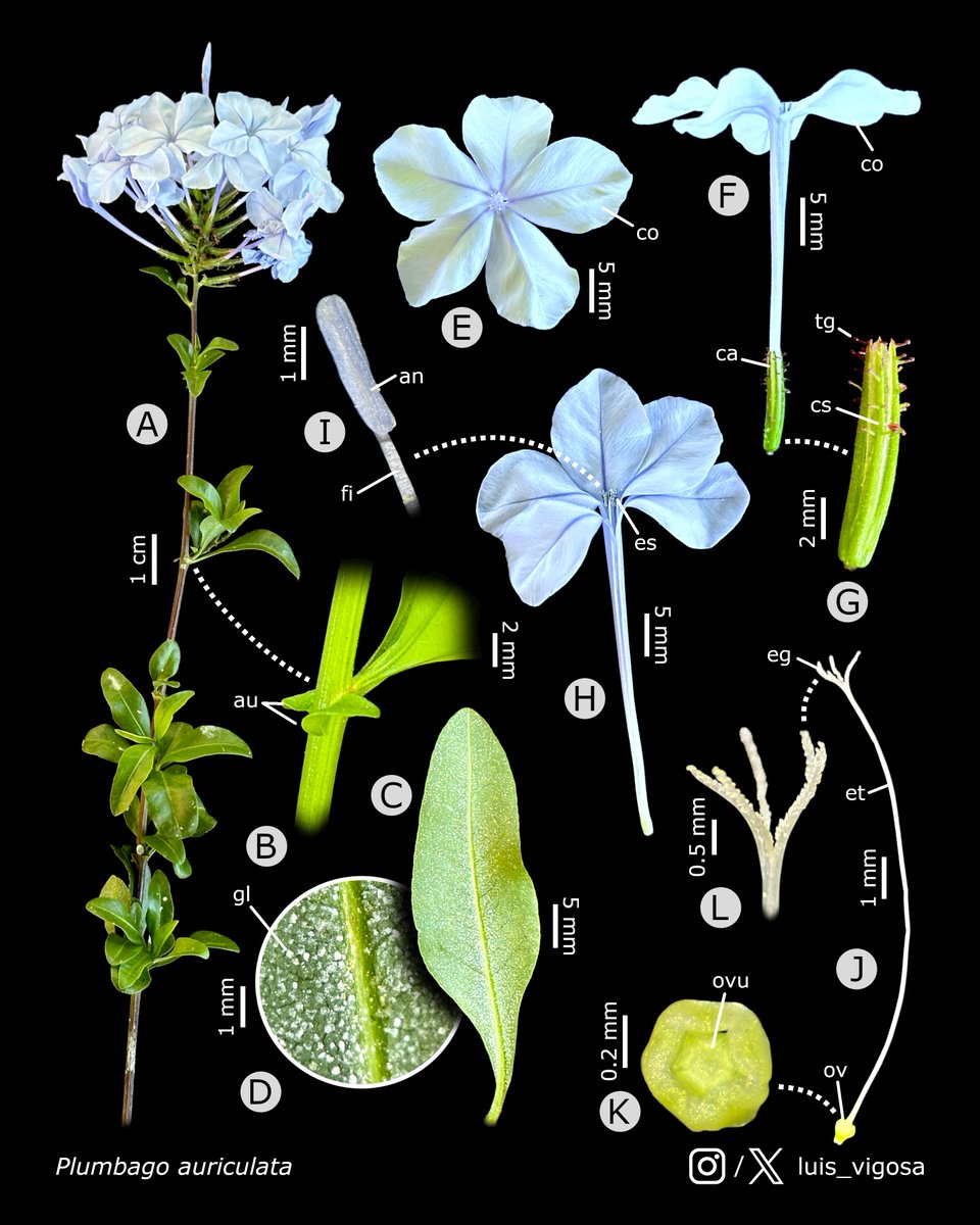 luis_vigosa's tweet image. Plumbago auriculata (Plumbaginaceae)
#botany #flowers #taxonomy #plants