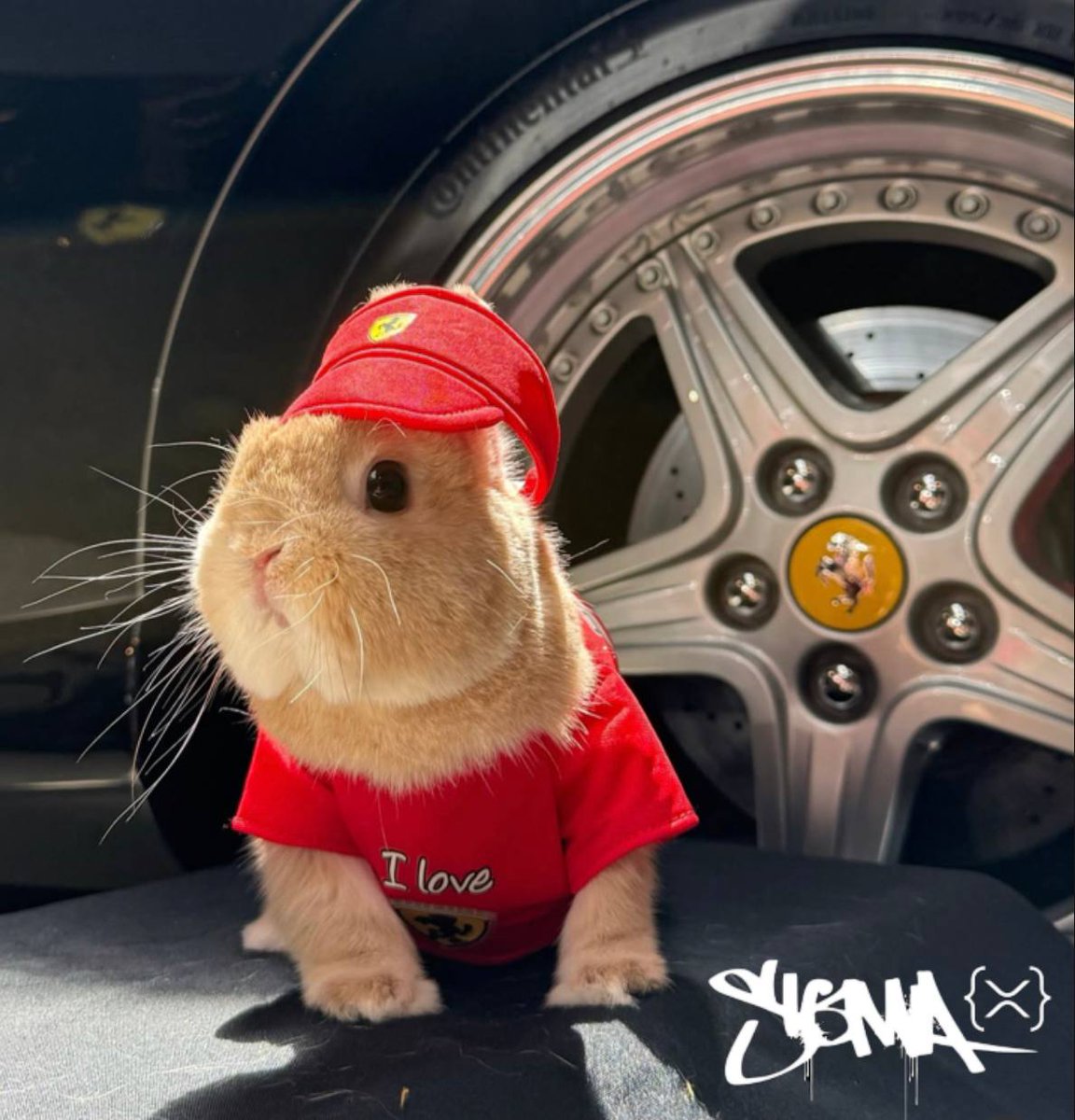 BunnyBoy tweet media