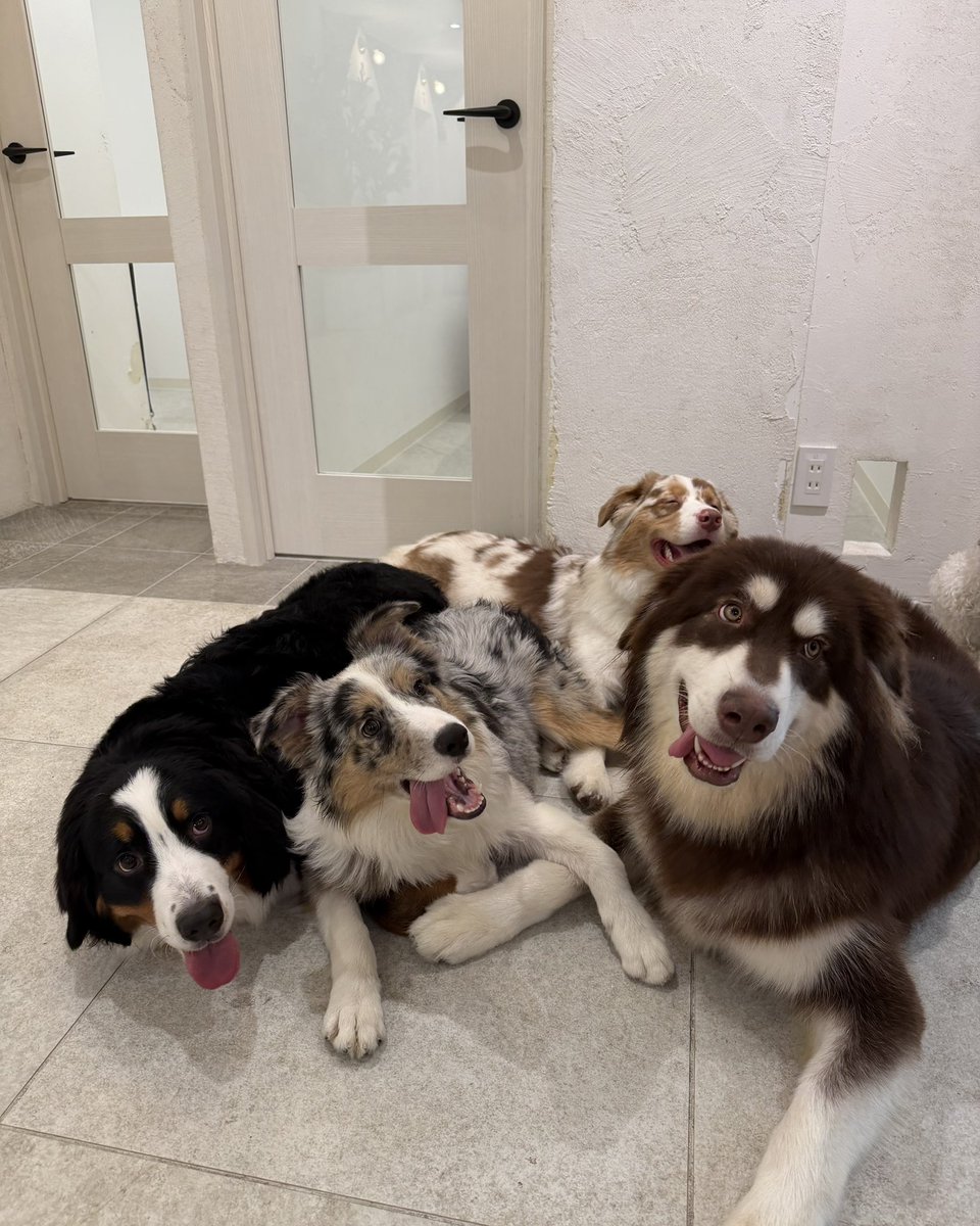 犬席屋 tweet media